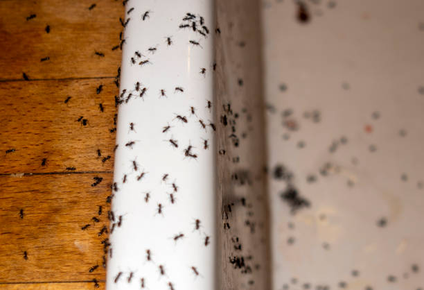 Pest Control for Restaurants in Camp Croft, SC